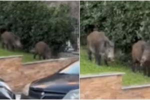 Ξάνθη: Κυνηγός πυροβόλησε στην σπλήνα και στο ήπαρ υπεύθυνο θήρας σε επιχείρηση για αγριογούρουνα