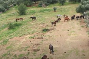 Τα άγρια άλογα του Δέλτα του Έβρου πεθαίνουν από τη λειψυδρία: Στερούνται πρόσβασης σε νερό - εικόνα 2