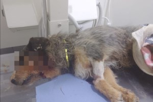 Απανθρωπιά στη Θεσσαλονίκη: Πέταξαν στα σκουπίδια σκυλί με καρκίνο [εικόνες]