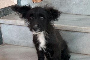 Xmas Bazaar - "Σώστε τους τετράποδους φίλους μας": Save the date και Save the Tails - εικόνα 2