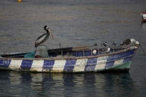 Γρίπη των πτηνών: Μπορεί αυτή να είναι η νέα πανδημία; - Τι λένε οι ειδικοί