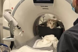 Το αργότερο αύριο Πέμπτη η απόφαση για το λευκό τιγράκι: Εκλεισε ο κύκλος των εξετάσεων του