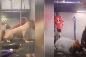 Μεγάλη περιπέτεια για αδέσποτο σκύλο που βρέθηκε να κολυμπά στη θάλασσα στο λιμάνι της Ραφήνας -  Μπήκε σε φρεάτιο - εικόνα 3