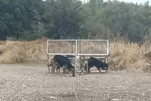 "Εκεί μπροστά τους πέθαινες... Και κείνοι περνούσαν από δίπλα σου" - Η συγκλονιστική ανάρτηση για τη γάτα στο Θησείο