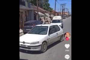 Συνελήφθη ο ιδιοκτήτης σκύλου στην Καρδίτσα μετά τον σάλο - Τον είχε βάλει στην οροφή εν κινήσει αυτοκινήτου