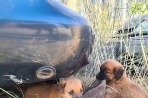 Ποια συμπτώματα θα πρέπει να μας υποψιάσουν για σακχαρώδη διαβήτη στον σκύλο μας