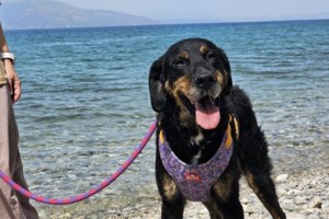 Η ιστορία της Ρίτας: Ένα απλό σκυλί ανάμεσα σε πόσα άλλα που παλεύουν με τη μοναξιά τους, τρομαγμένη, άδεια