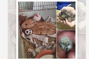 Ένας νεαρός και ένας ενήλικος λαφιάτης, σε αστική περιοχή - Είναι ακίνδυνα και χρήσιμα - Μάθετε να τα γνωρίζετε - εικόνα 2