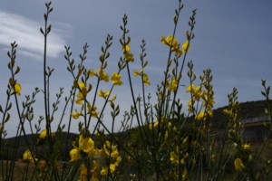 Meteo: Αρνητικές θερμοκρασίες και παγετός - Κάτω από τους -2 η θερμοκρασία στη Δυτική Μακεδονία - εικόνα 2