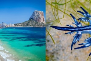 Μπλε δράκος: "Ο πιο όμορφος δολοφόνος της θάλασσας" που μπορεί να προκαλέσει ακόμα και θάνατο