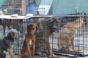 Aπο κολαστήριο μετατρέπεται σε καταφύγιο: Οργανώσεις, εθελοντές, απλοί πολίτες αλλάζουν το κυνοκομείο Σπάρτης - εικόνα 4