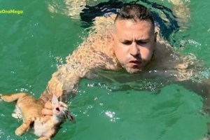 Κέρκυρα: Συνελήφθη οδηγός ταξί που χτύπησε και εγκατέλειψε σκύλο - Πρόστιμο 30 χιλ. ευρώ [εικόνα] - εικόνα 2