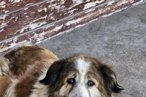 Mπορείς να περπατήσεις σε καυτό οδόστρωμα ή άμμο; Ούτε ο σκύλος σου μπορεί - Σκέψου τον - εικόνα 3