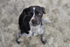 Σώστε ένα αδεσποτάκι: Η Μπρι είναι σαν ένα σύννεφο αφράτο και αιθέριο - Και είναι και Τοξότης