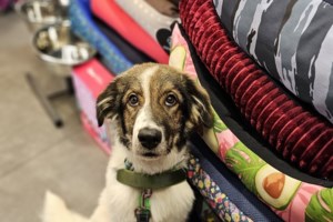 Σώστε ένα αδεσποτάκι: Ο Ελβις, μεγάλος τραγουδιστής, μεγάλο μούτρο, μεγάλη προσωπικότητα. Τεράστια - εικόνα 6