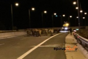 Πρέσπες: Πρόβλημα με τις... αγελάδες στο χωριό Ψαράδες - Τραυμάτισαν πολίτη