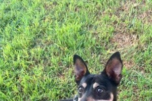 Μερικά χρόνια πριν, μια αδέσποτη σκυλίτσα, η Άννα, είχε γεννήσει τα μωρά της σε έναν ΣΕΑ στην εθνική οδό-Ο γιόκας της, ο Νόα