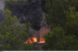 Λαγουβάρδος για τη φωτιά στον Έβρο: Η μεγαλύτερη Μέγα-πυρκαγιά των τελευταίων ετών στην Ευρώπη - εικόνα 3