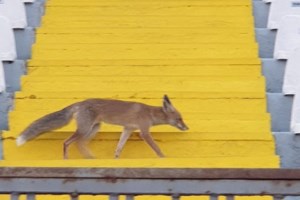 "Κόλλησε Ογκουνσότο" ο Ουάρντα: Οι επικές δηλώσεις του Αιγύπτιου ποδοσφαιριστή [Βίντεο]