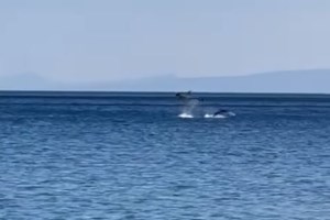 Γιγάντια φάλαινα εντοπίστηκε στο Αιγαίο: Φτάνει σε μήκος τα 18 μέτρα και σε βάρος τους 57 τόνους [Εικόνα]