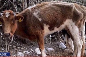 Νέο κολαστήριο σε "καταφύγιο" για σκύλους στην Φιλιππιάδα – Εικόνες ντροπής [βιντεο]