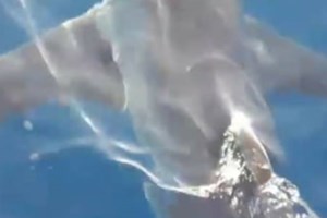 Καρχαρίας κατασπάραξε 17χρονο σέρφερ στην Αυστραλία