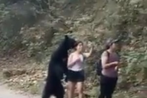 Σοκ στη Ρωσία: Αρκούδες άρπαξαν 11χρονο και τον κατασπάραξαν στο κλουβί τους - εικόνα 2