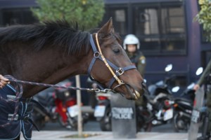 Εκλογές 2023 - Κόμμα για τα ζώα: Προεκλογικό σποτάκι εμφανίζει ζώα να μπαίνουν στην Βουλή