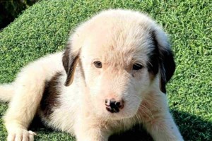 Carlos, Beauty, Ariel: Αλλα τρία μωρά που σαράντισαν στον Μαραθώνα - Μόλις τριών ημερών τα πέταξαν σε κάδο απορριμμάτων...