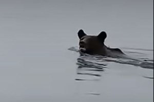 Αποτροπιασμός στη Δράμα: Σκότωσαν αρκούδα και μετά την αποκεφάλισαν - Νέα κτηνωδία - εικόνα 2