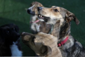 Πρώτη φορά στις ΗΠΑ: Δύο γάτες στη Νέα Υόρκη βρέθηκαν θετικές στον κορονοϊό - εικόνα 2