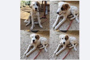 Παγκόσμια Ημέρα Ζώων: Πέταξαν φόλες δίπλα στο καταφύγιο του Συλλόγου "Νοιάζομαι" - "Η αδιαφορία είναι συνενοχή"