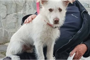 Φρίκη στη Φλώρινα: Ο Μπλάνκο "κακοποιήθηκε με αγριότητα" - "Υπάρχει ομερτά είναι συγγενείς, είναι γνωστοί" - εικόνα 2