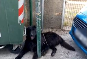 Πρέβεζα: Νεκρός ο σκύλος που έσερνε ο ιδιοκτήτης του με το ποδήλατο