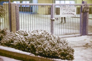 Πτολεμαϊδα: Λύκος έκανε βόλτες μέσα στην πόλη το βράδυ της Κυριακής [βίντεο]