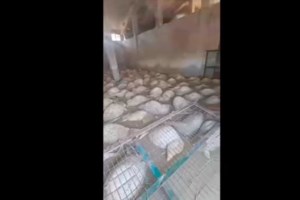 Τρομάζουν οι μαρτυρίες εγκλωβισμένων και διασωθέντων για νεκρούς: "Είδαμε πτώματα να επιπλέουν" [Βίντεο]