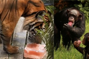 Βρετανία: Μεγάλη φωτιά ανατολικά του Λονδίνου με τον υδράργυρο πάνω από τους 40 βαθμούς - Εικόνες πύρινης κόλασης