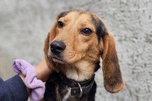 Γιατί πολλές υιοθεσίες καταλήγουν σε αποτυχία και σε επιστροφή του σκύλου στο καταφύγιο μέσα σε μόλις λίγες ημέρες - εικόνα 7