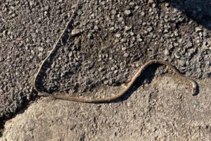 Βίντεο: Πώς το ΕΚΑΒ έσωσε την 39χρονη που δαγκώθηκε από οχιά σε σχολείο της Θεσσαλονίκης- "Δεν θα υπήρχα σήμερα"