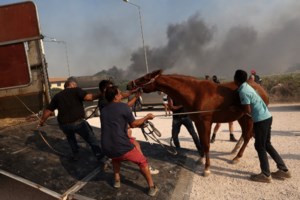 Μεγάλη επιχείρηση μεταφοράς ζώων από τα πύρινα μέτωπα - Τα πηγαίνουν στο λατομείο στο Γαλάτσι