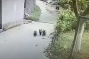 Επιχείρηση απεγκλωβισμού... αρκούδας, από παράνομη παγίδα για αγριογούρουνα [Βίντεο]