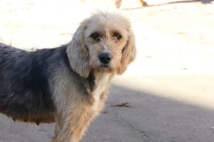 Σώστε ένα αδεσποτάκι: Ό,τι ονειρεύεστε σε ένα νέο σκύλο, είναι ο Άλεξ - εικόνα 6