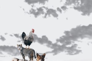 Απεργούν οι κτηνίατροι για την υποχρεωτική στείρωση