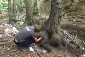 Νεκρή θηλυκή αρκουδίτσα: Χτυπήθηκε στο κεφάλι από όχημα, σε δρόμο που έχει τοποθετηθεί Lifemybear - εικόνα 2