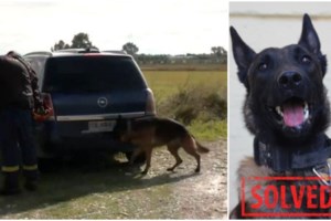 Αποτροπιασμός στην Πρέβεζα: Σκότωσε σκύλο μέσα στον κόσμο σε περιοχή που έπαιζαν παιδιά - εικόνα 2