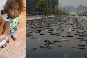 Αυστραλία: Εκατομμύρια νεκρά ψάρια σε ποταμό [Βίντεο]