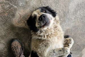 "Σαν τον σκύλο με τη γάτα": Πώς καταρρέει ο μύθος της αντιπαλότητας - Βίντεο - εικόνα 2