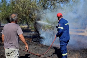 Πυρκαγιά σε ελαιώνα στο Δρέπανο Αργολίδας: Κινδύνεψε κατοικία [εικόνες - βίντεο] - εικόνα 2