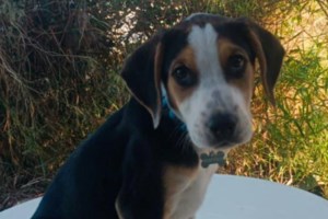 Αδιανόητο: Εβαλαν 1.300 ευρώ πρόστιμο σε ηλικιωμένους, γιατί τάιζαν αδέσποτο στη Ρόδο - εικόνα 3