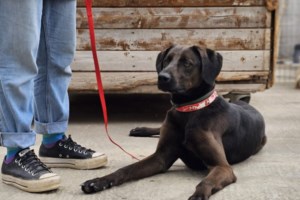 Η Μυρτούλα ήταν στο δημοτικό κυνοκομείο Τρίπολης: Ήταν και παραμένει ένα σκυλάκι διστακτικό, που δεν θα σε πλησιάσει μόνη της